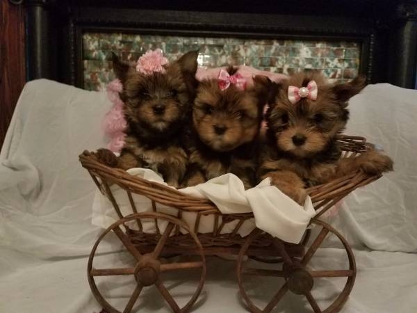 Charming Healthy Teacup yorkie puppies for rehome