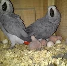 We are specialized in the breeding of birds/parrot