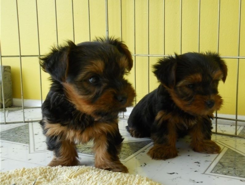 Gorgeous   teacup size yorkies puppies for rehomin