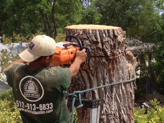 Austin Arborist, Tree Trimming Austin