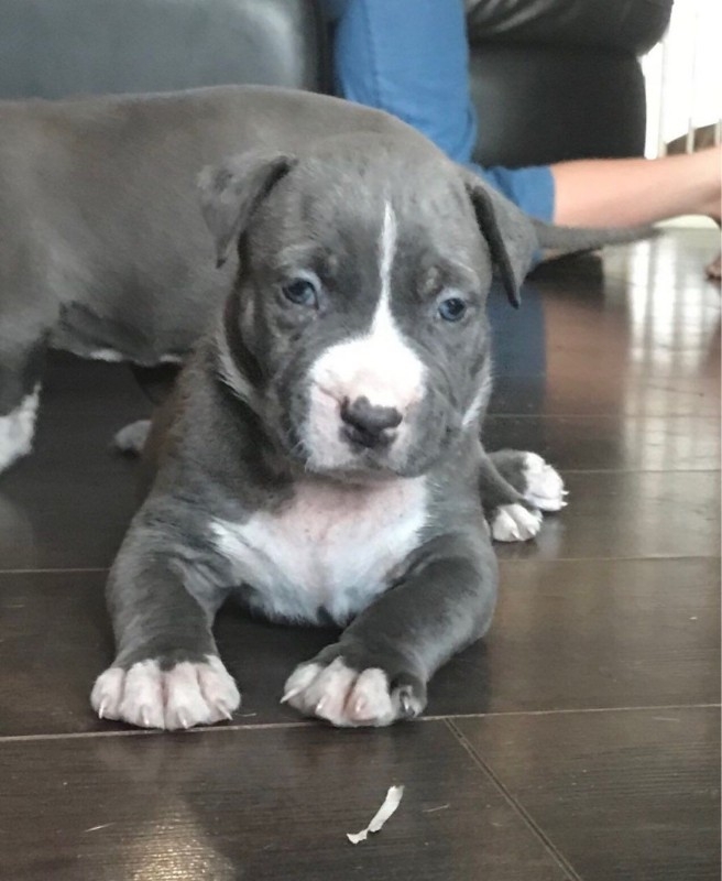 Adorable American bully puppy for (410)575-3381