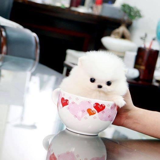 Top Quality Mini Teacup Size Pomeranian Puppies 