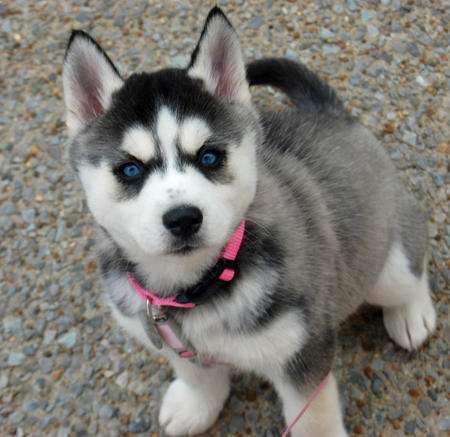 Potty trained Siberian Husky Puppies for sale 