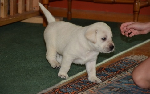 Labrador Retriever Puppies for adoption