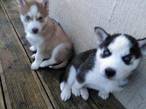 Sweet Siberian Husky Puppies for adoption