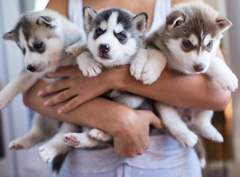 Regalo siberian husky puppies for sale