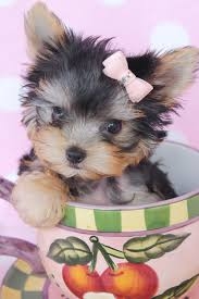 TEACUP YORKIE PUPPY FOR SALE (725) 333-5192
