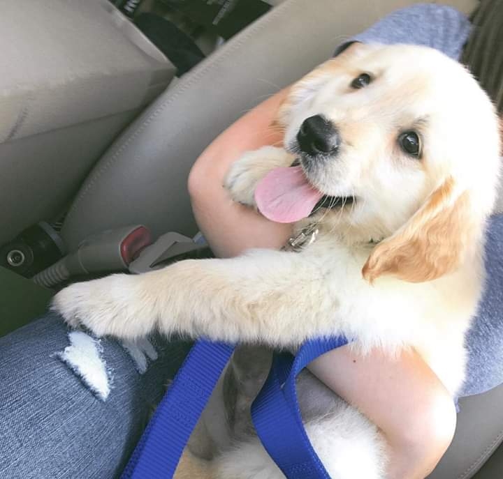 Golden Retriever Puppies 