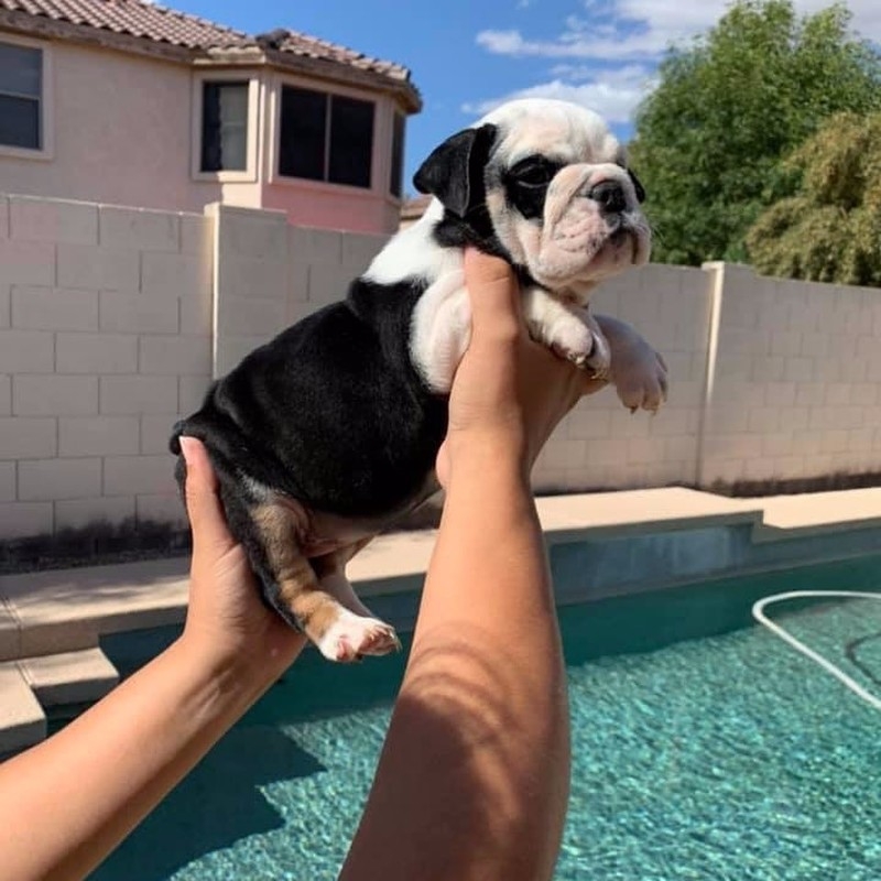 Super cute English bulldog puppies