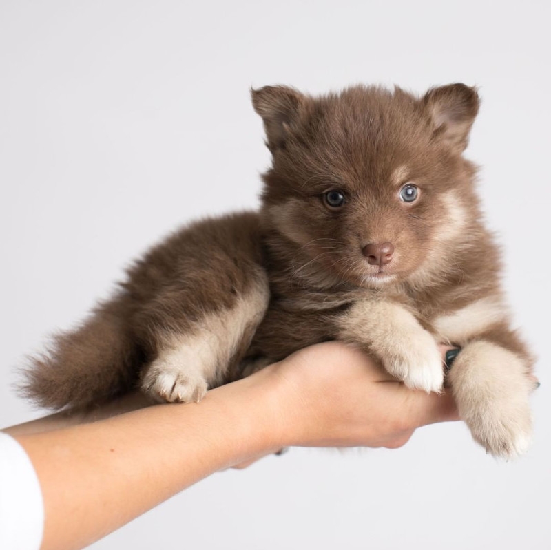 POmsky Puppy For Adoption