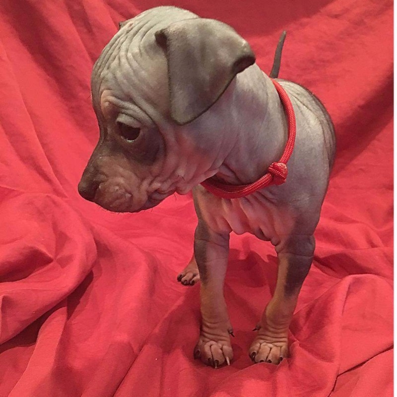 American Hairless Terrier for adoption 