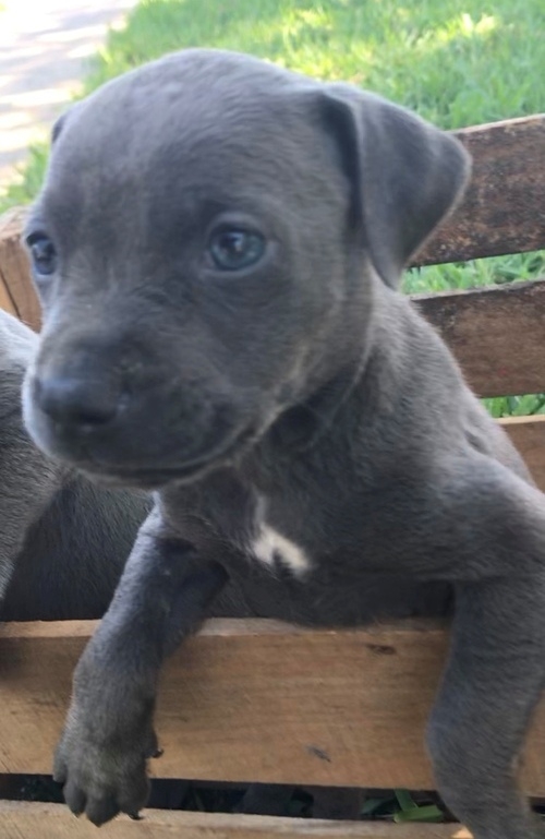 American Pit Bull Terrier pups for sale