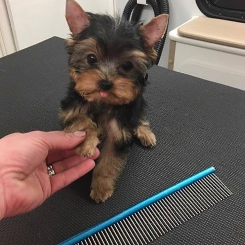 MALE YORKIE PUPPY FOR SALE.