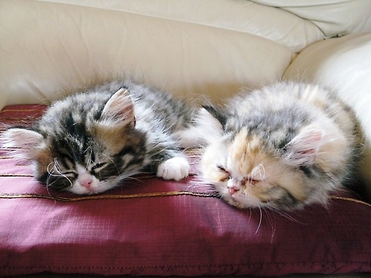 TICA Registered Persian Kittens 