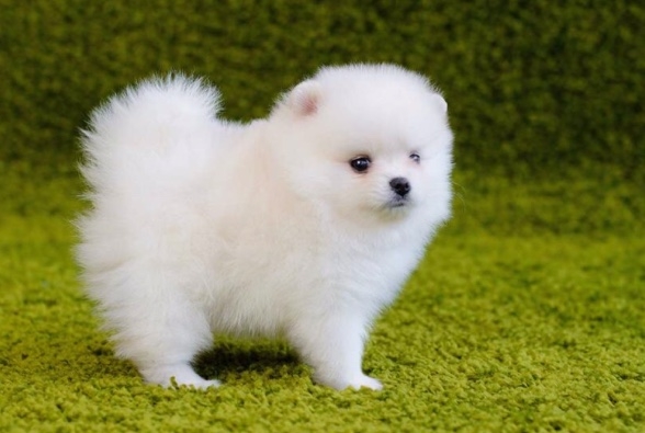 Cute Pomeranian Puppies Available 