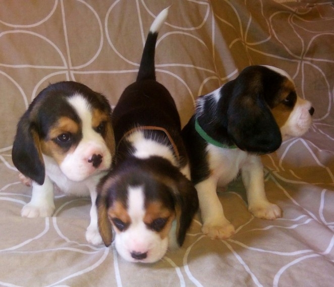 Beautiful  Beagle Puppies for adoption 