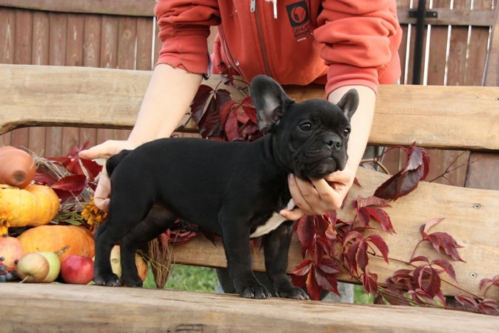 French bulldog puppies