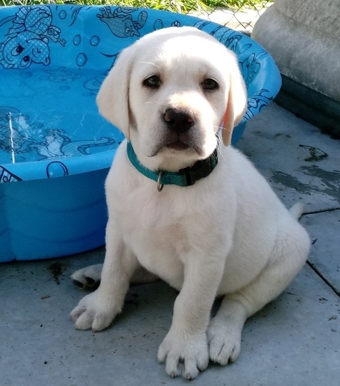 Labrador Retriever Puppies for adoption