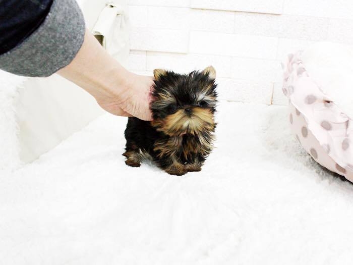 L,ovely Teacup Yorkie puppies, male and female. 