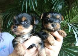 2 YORKIE PUPPIES AVAILABLE FOR SALE...Email or tex
