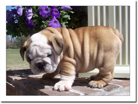 Male &amp; female English bulldogs 11 weeks old ready