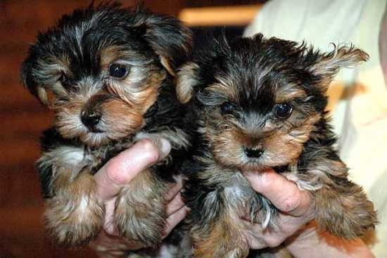  Teacup Yorkie for Adoption Text :  6128148616