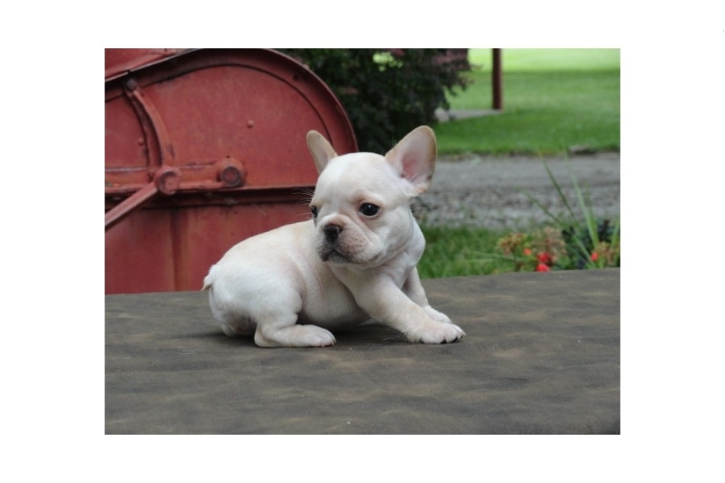 AWESOME french bulldog PUPS,11 WEEKS FOR REHOMING