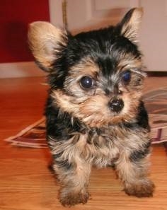 2 Teacup Yorkie for Adoption Text :  6128148616