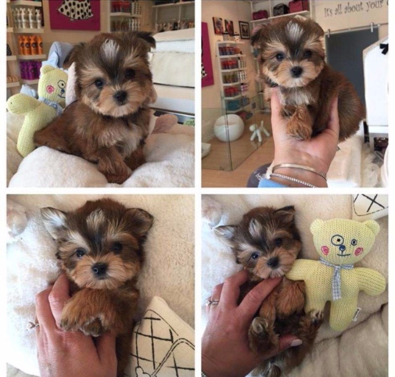 9123350747Precious Yorkshire Terrier Puppies