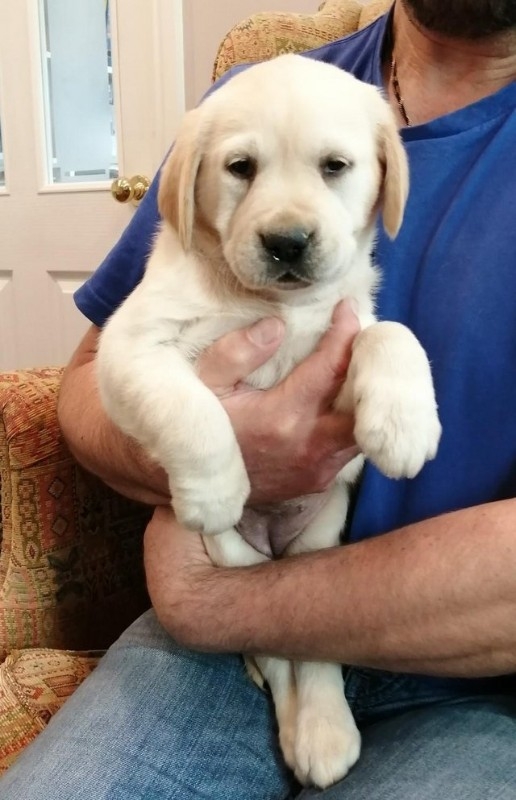 registered golden retriever puppies