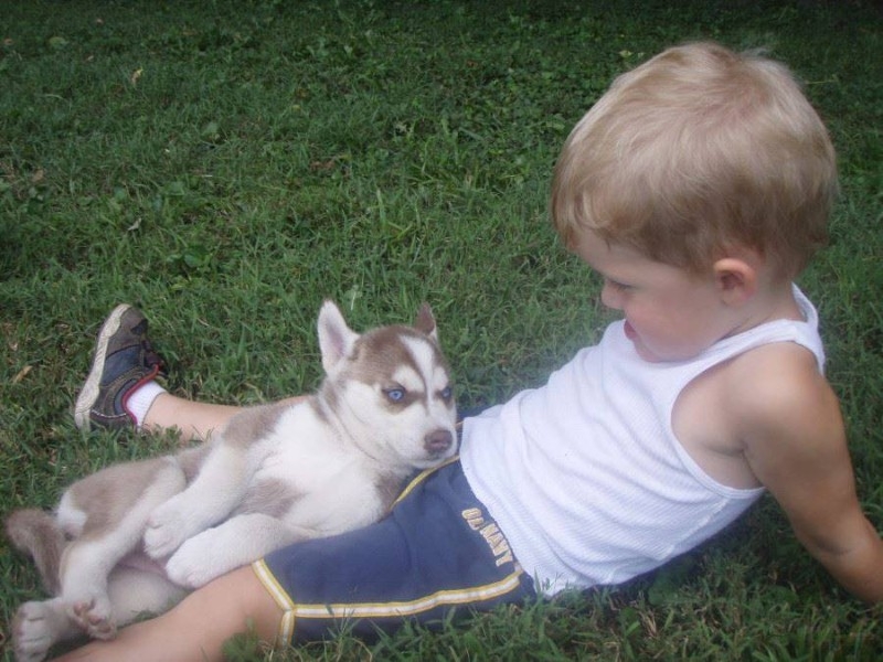 loving husky puppies in search of a christmas home