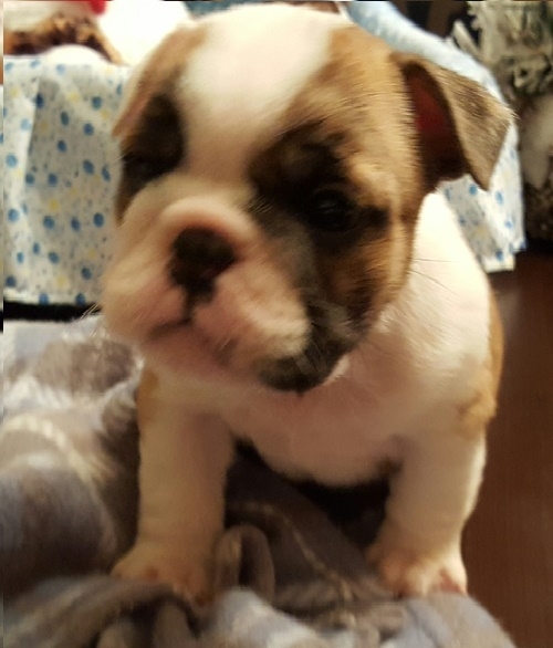  Digo Bell English bulldog puppy for sale AKC 