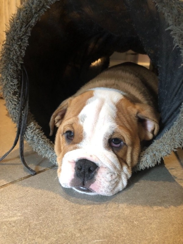 Very Healthy English Bulldog Puppies For Adoption