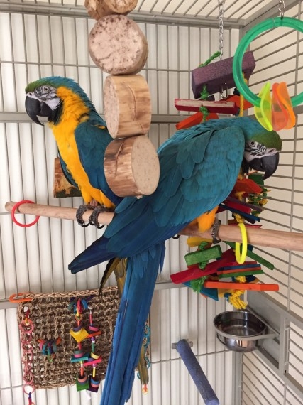 Blue And Gold Macaw For a new home