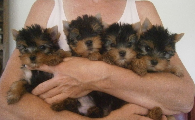 Healthy Yorkie puppies For Adoption (302) 417 3799