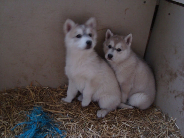 siberian huskies