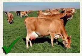 Jersey Milking Cows And For Sale +1 302-669-9403