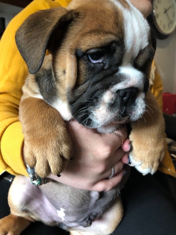 AKC English Bulldog Puppies for sale