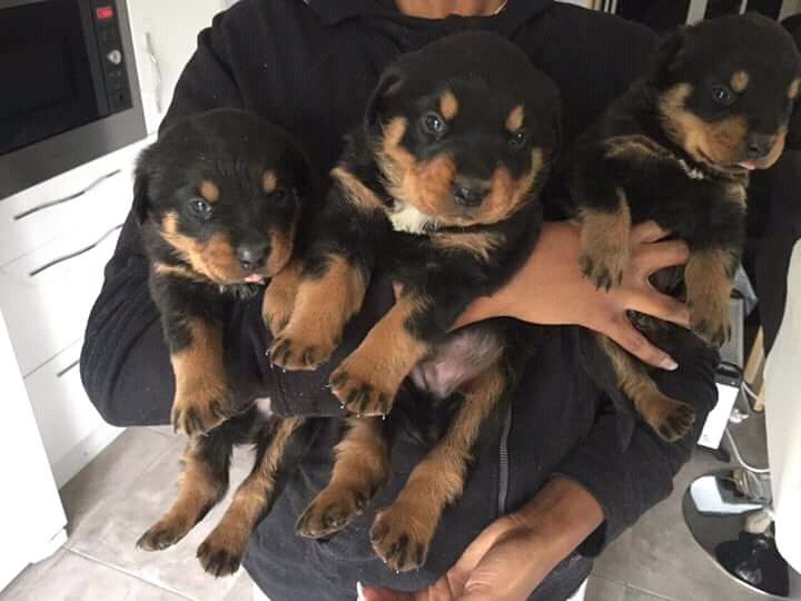 Top quality Rottweiler puppies for sale