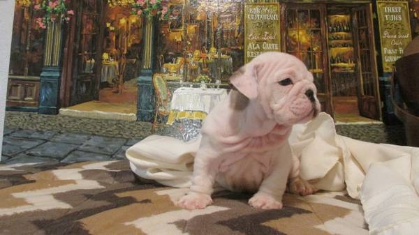 have a litter of lovely English bulldogs with lots