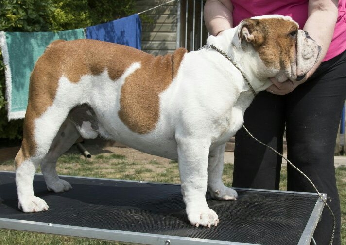 English bulldog for sale