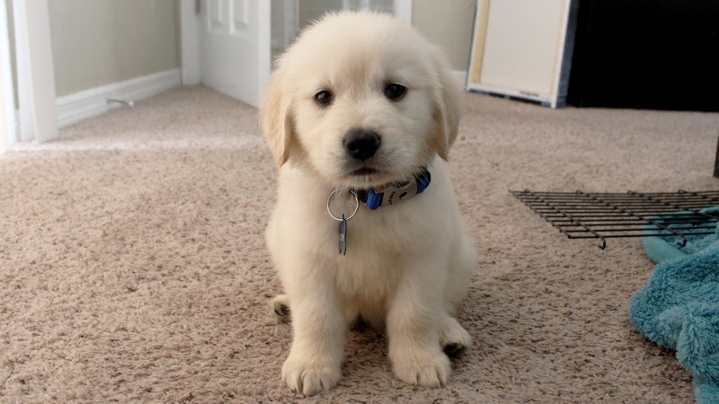 Golden Retriever Puppies