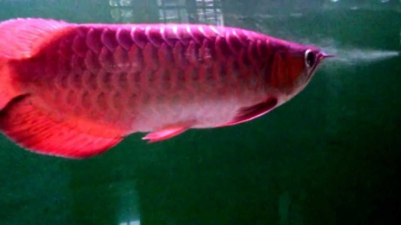  24k Golden Arowana Fish For Sale And Many Others