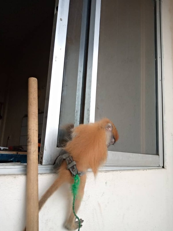 Capuchin Monkey For Adoption