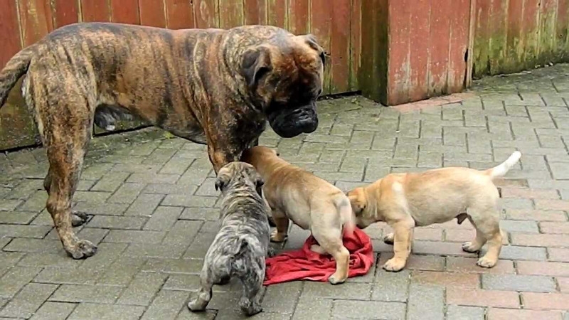 9 Bullmastiff puppies