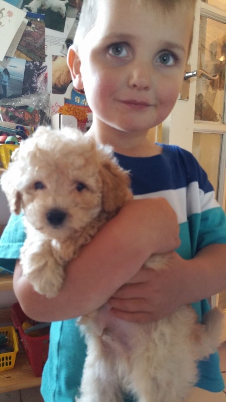 Toy Poodle Apricot Boy, So Adorable. Text .