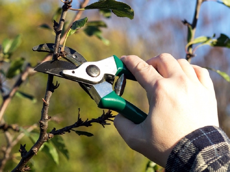 Tree-pruning.jpg