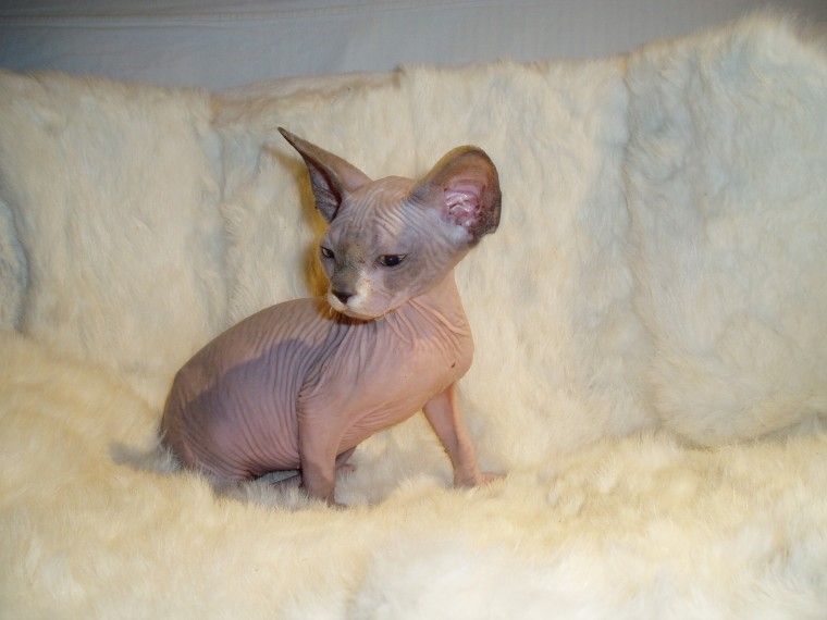 Sphynx Kittens