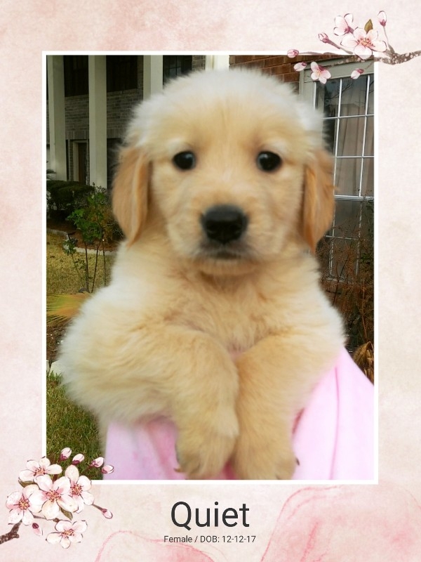 AKC Golden Retriever Champion Bloodlines Puppy