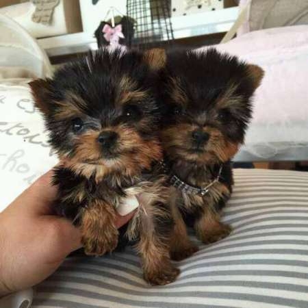 Teacup Yorkie Puppies